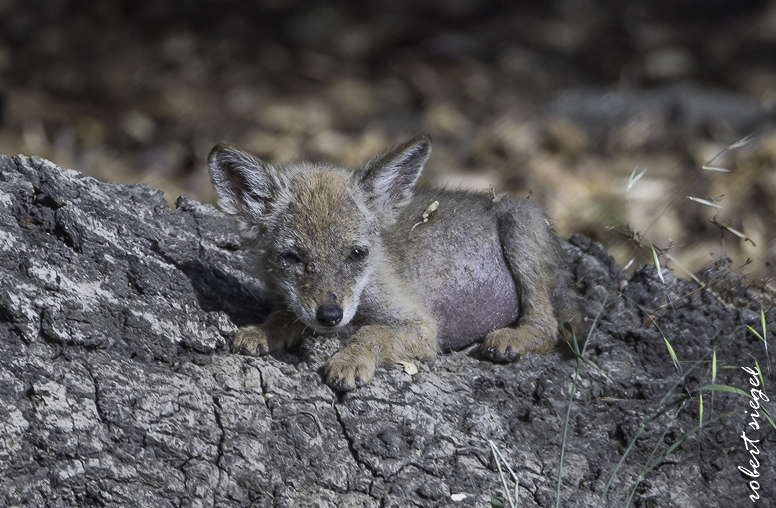 coyote puppy